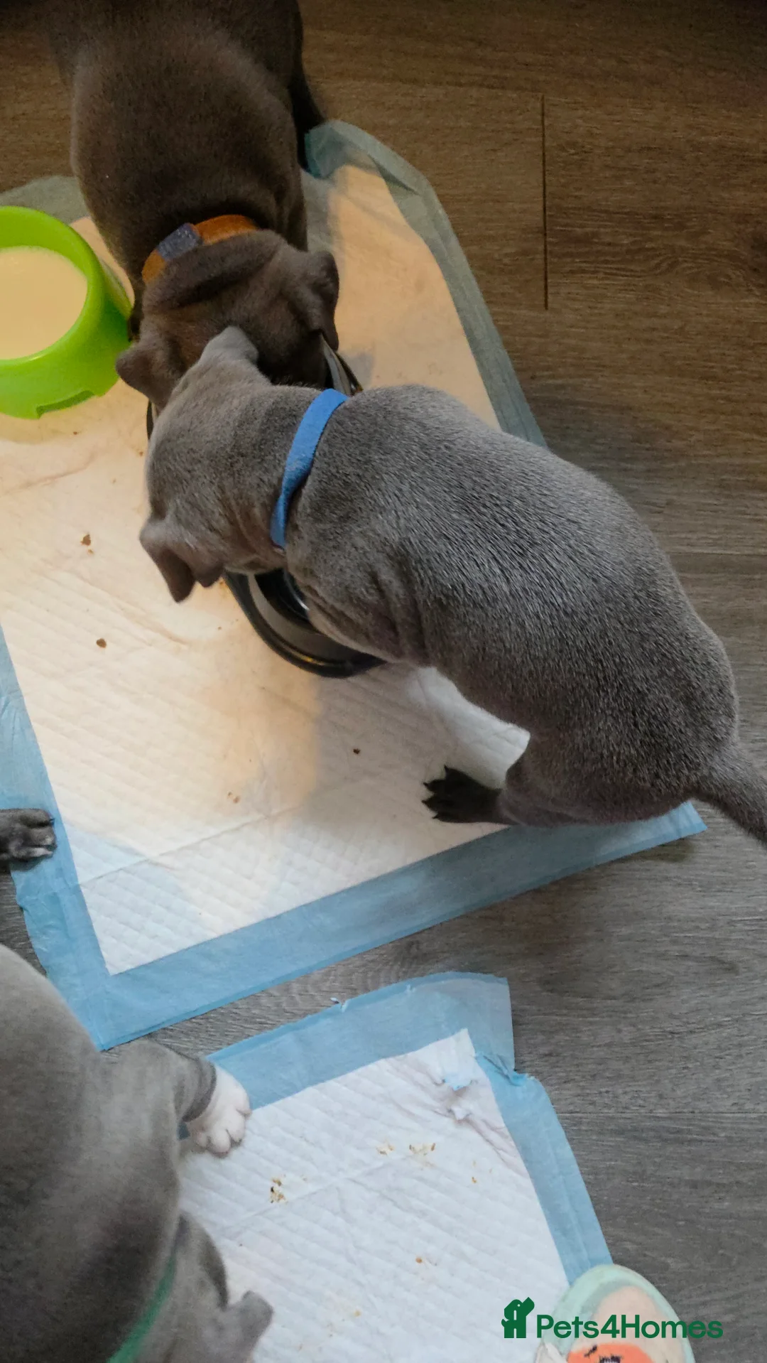 Staffordshire Bull Terrier dogs for sale: Staffordshire bull terrier blues  - Advert 16