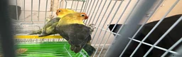 Lovebirds birds for sale: Younge pair of lovebirds - Advert 8