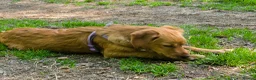 Mixed Breed dogs for adoption: Willow - setter mix puppy in Penryn - Advert 6