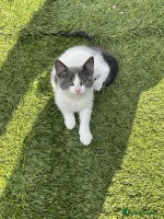 Mixed Breed cats - Advert 7