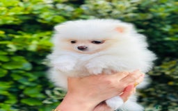 Pomeranian dogs for sale: 3 Gorgeous Pomeranian Puppies-Ready for New Homes - Image 18