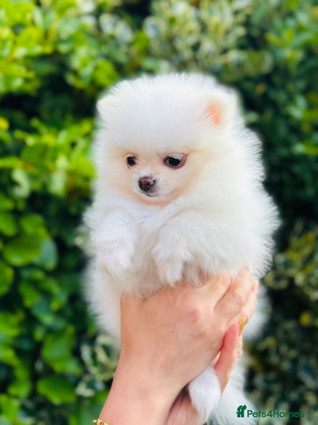 Pomeranian dogs for sale: 3 Gorgeous Pomeranian Puppies-Ready for New Homes - Image 18