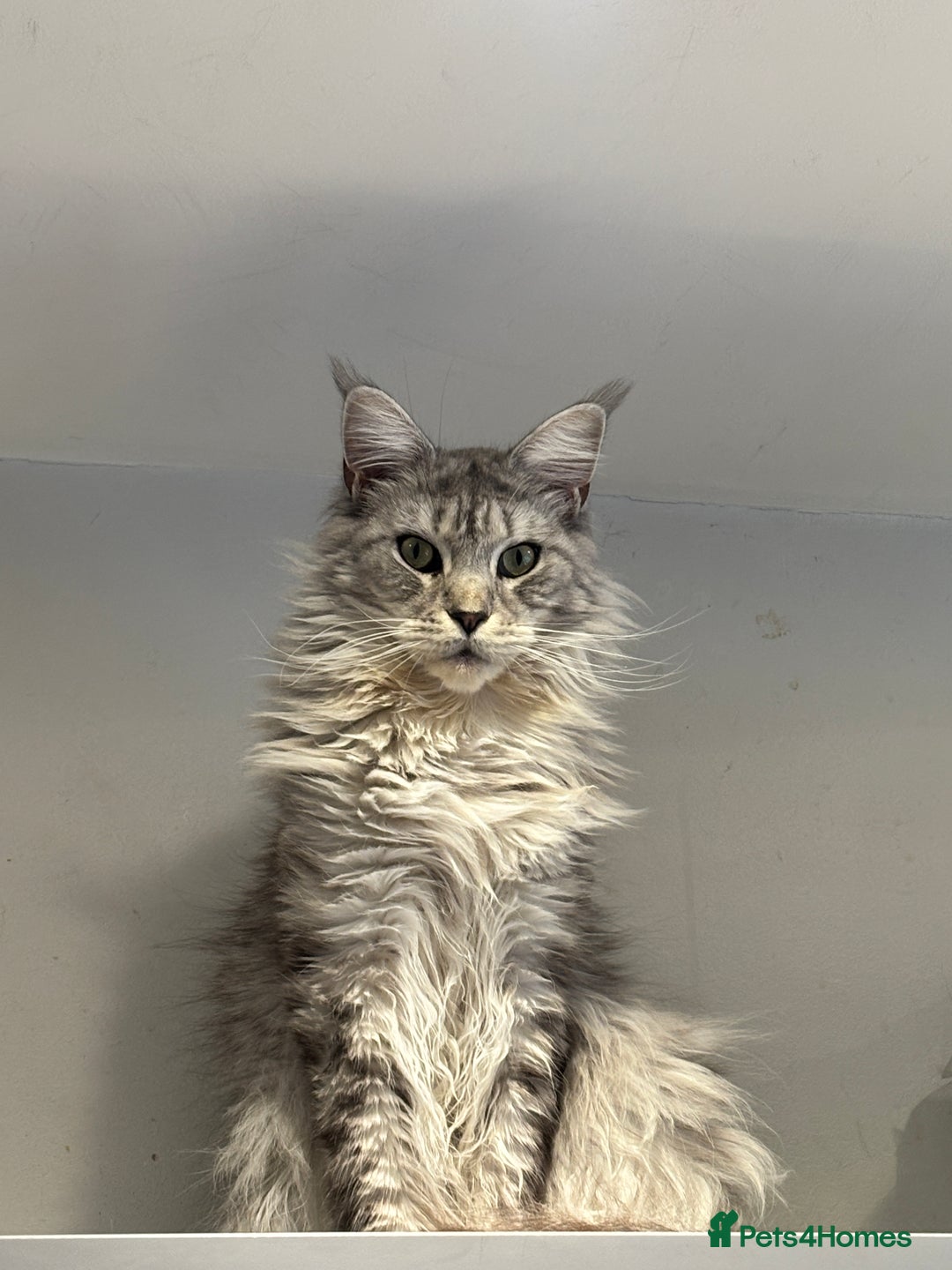 Maine Coon cats for sale:  TICA Maine Coon Kittens Ready for  **  🎁  - Advert 19