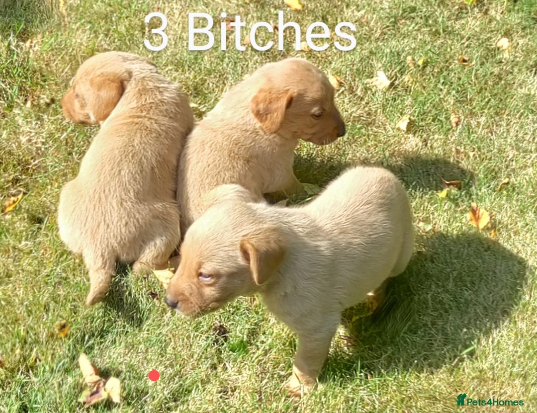 Labrador Retriever dogs for sale: Labrador pups for sale  - Image 11