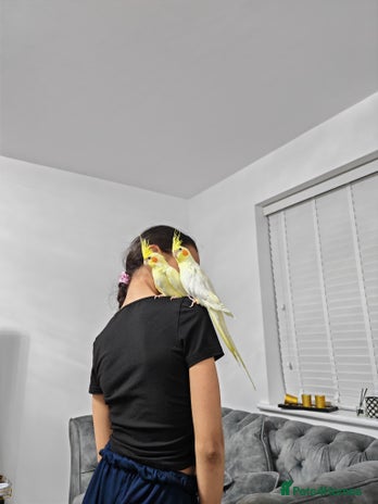 Cockatiels birds - Advert 11