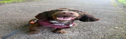 Cocker Spaniel dogs for sale: Beautiful Cocker Spaniel Girl Needs a Loving Home - Advert 8