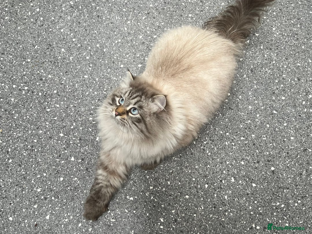 Siberian cats for sale: 🩷🩷GCCF Siberian Neva Masquerade Kittens🩷🩷 - Advert 17