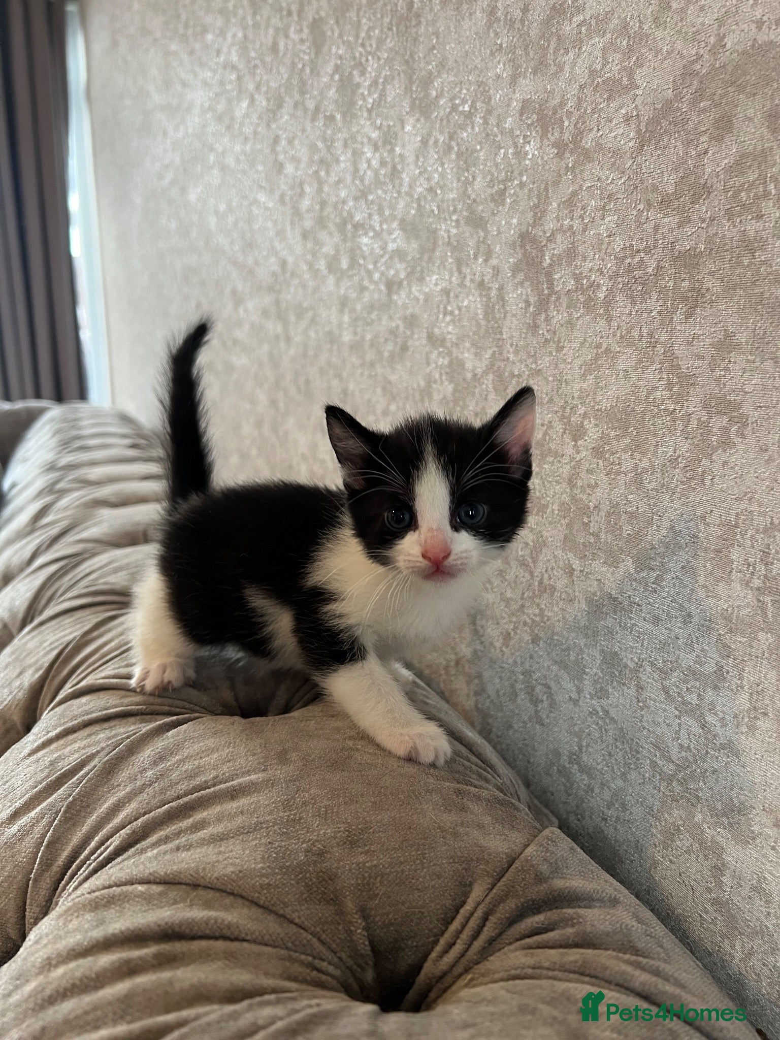 Mixed Breed cats 6 Gorgeous Kittens/Reserve Now  - Advert 10
