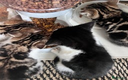 Bengal cats for sale: Bengal X kittens - Image 19