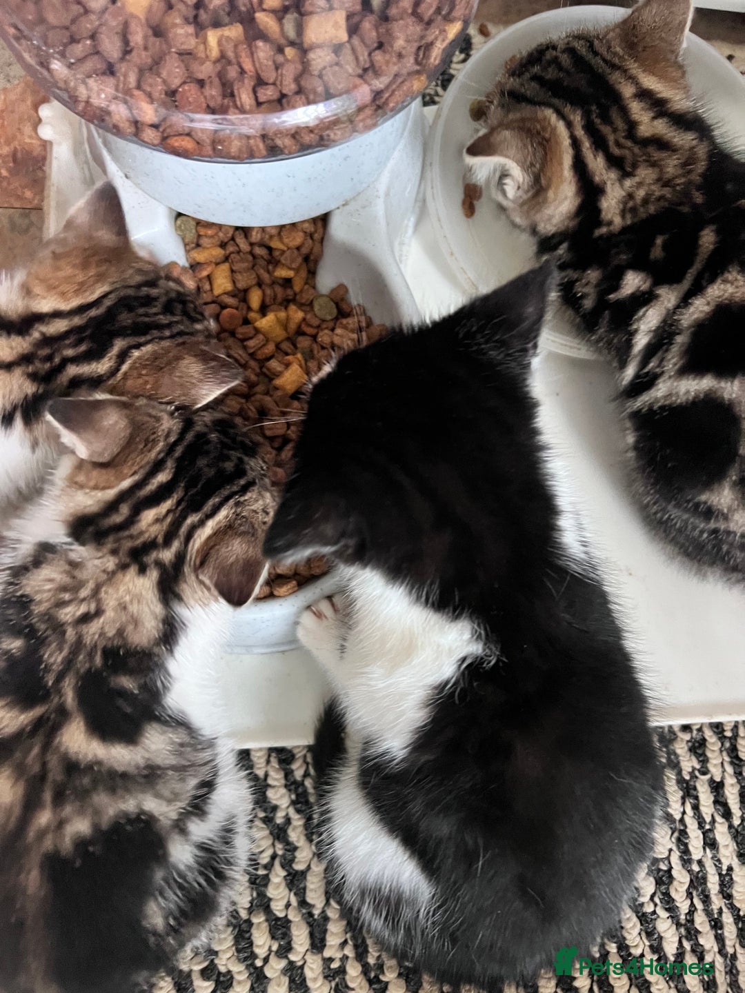 Bengal cats for sale: Bengal X kittens - Image 19