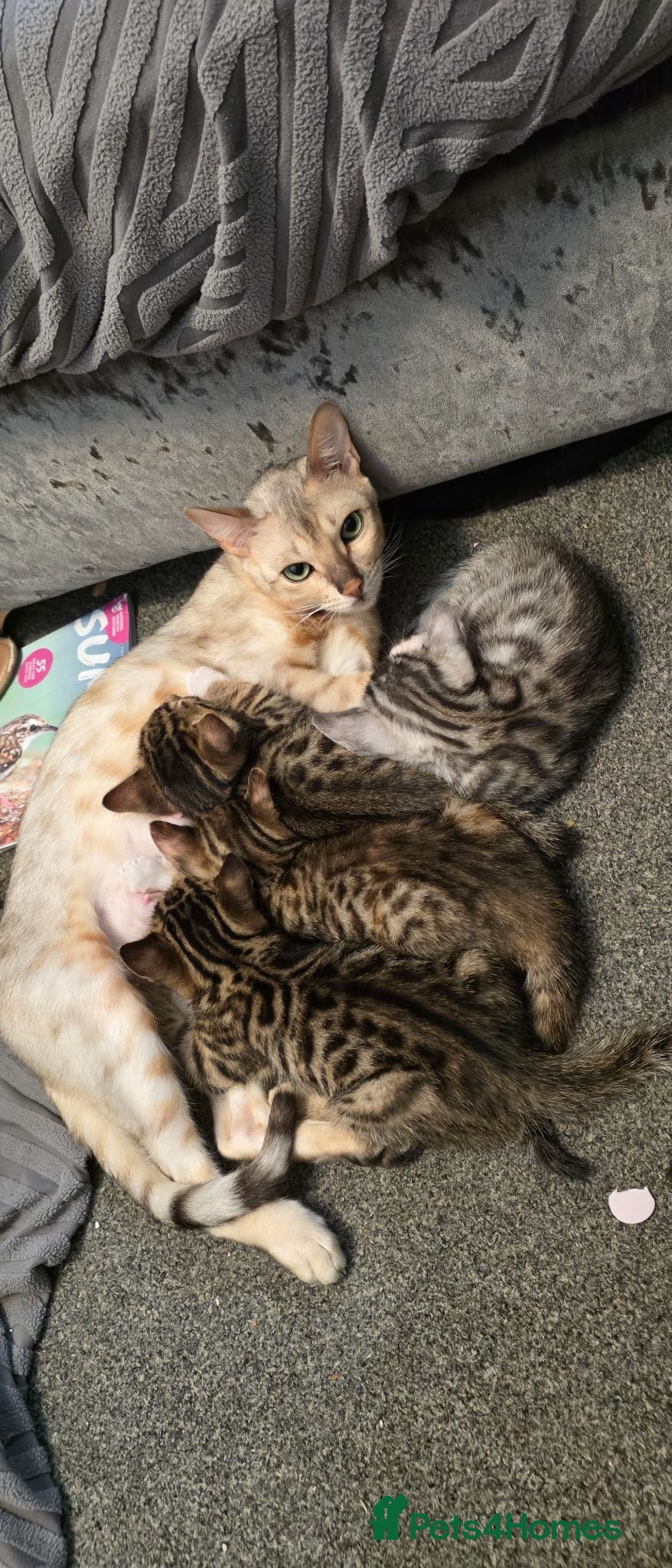 Bengal cats 🐾 Beautiful Bengal Cross Kittens 🐾 - Advert 1