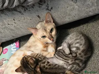 Bengal cats 🐾 Beautiful Bengal Cross Kittens 🐾 - Advert 1
