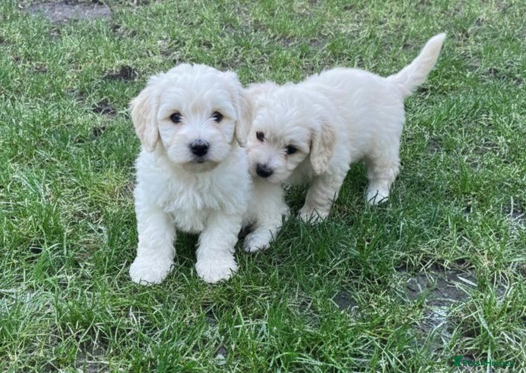Cavapoo dogs for sale: Cavapoo Puppies - Advert 1