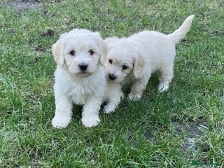 Cavapoo dogs Cavapoo Puppies - Advert 1