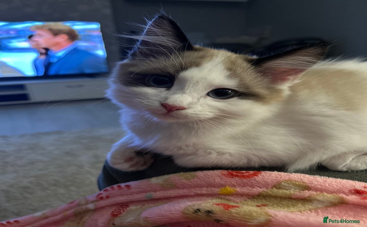 Ragdoll cats - Advert 12