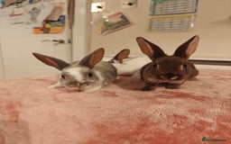 Rex rabbits for sale: Mixed litter of Mini Rex  - Image 28