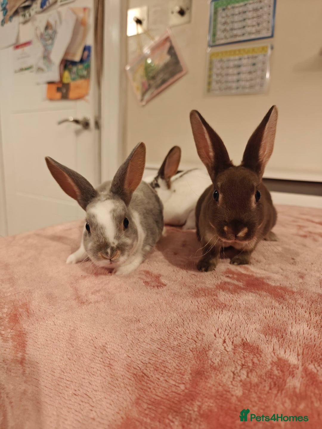 Rex rabbits for sale: Mixed litter of Mini Rex  - Image 28