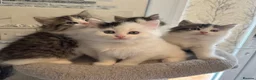 Ragdoll cats for sale: Beautiful Ragdoll kittens - Advert 7