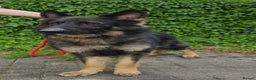 German Shepherd dogs for stud: Health tested Stunning kc reg sable stud  in Bedford - Advert 5