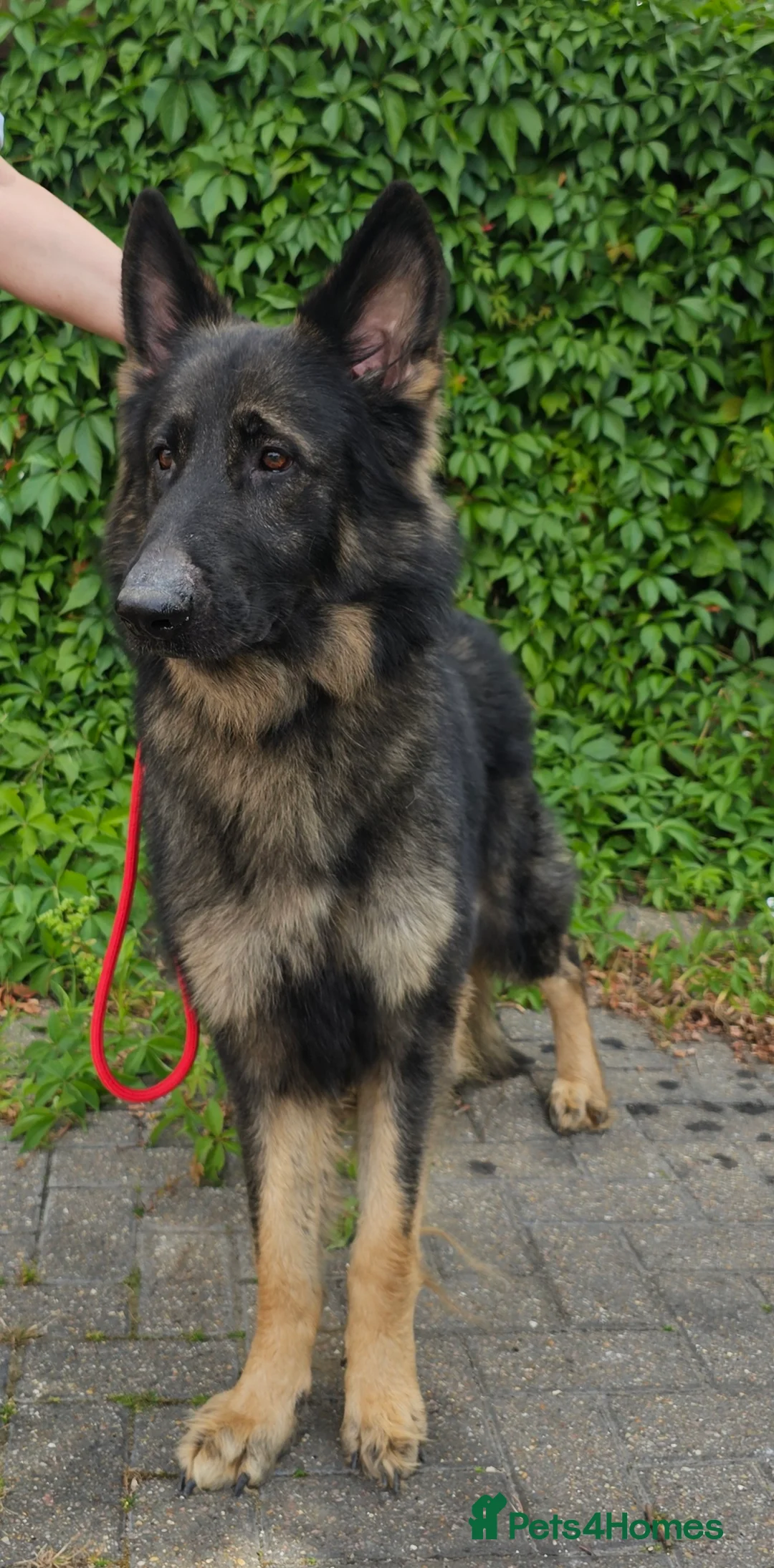 German Shepherd dogs for stud: Health tested Stunning kc reg sable stud  in Bedford - Advert 5