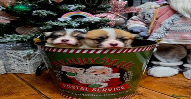 Welsh Corgi Pembroke dogs - Advert 7