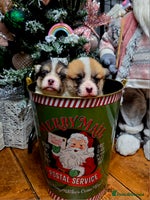 Welsh Corgi Pembroke dogs - Advert 2