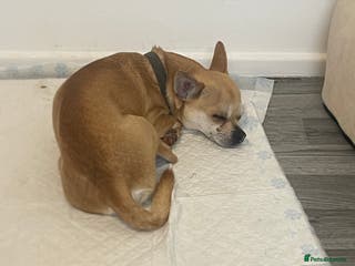 Chihuahua dogs Full bread chihuahua - Advert 2