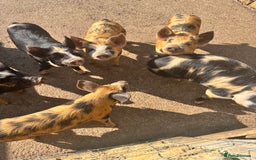 Pig livestock for sale: Gorgeous Kune Kune Piglets for sale - Image 3