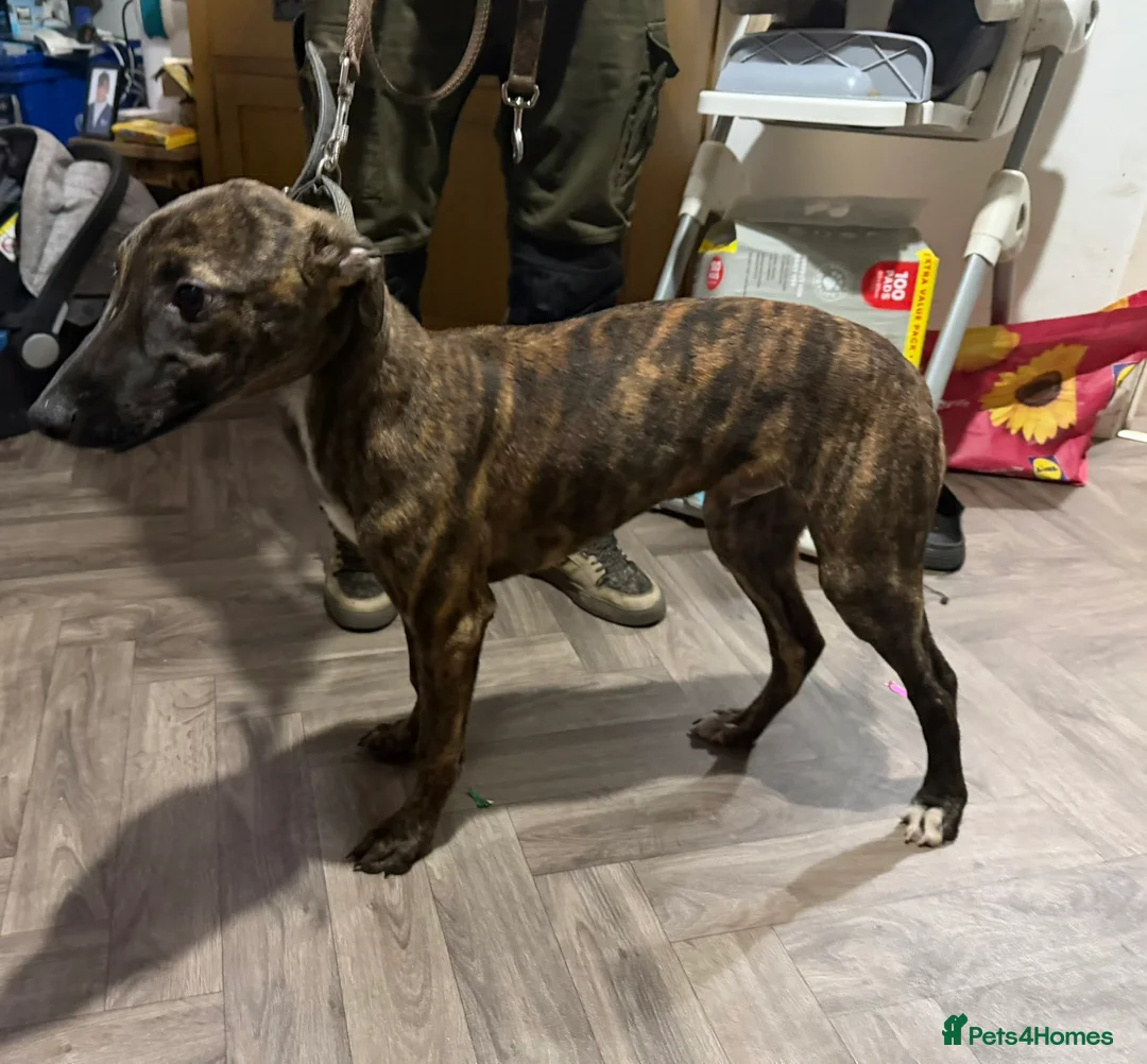 Lurcher dogs for sale: 2 lurcher brothers for sale  - Advert 1