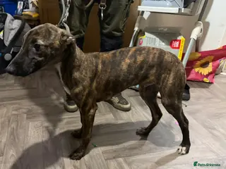 Lurcher dogs 2 lurcher brothers for sale - Advert 1