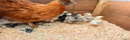 Chickens poultry for sale: Bantam hen with 15 chicks  - Advert 2