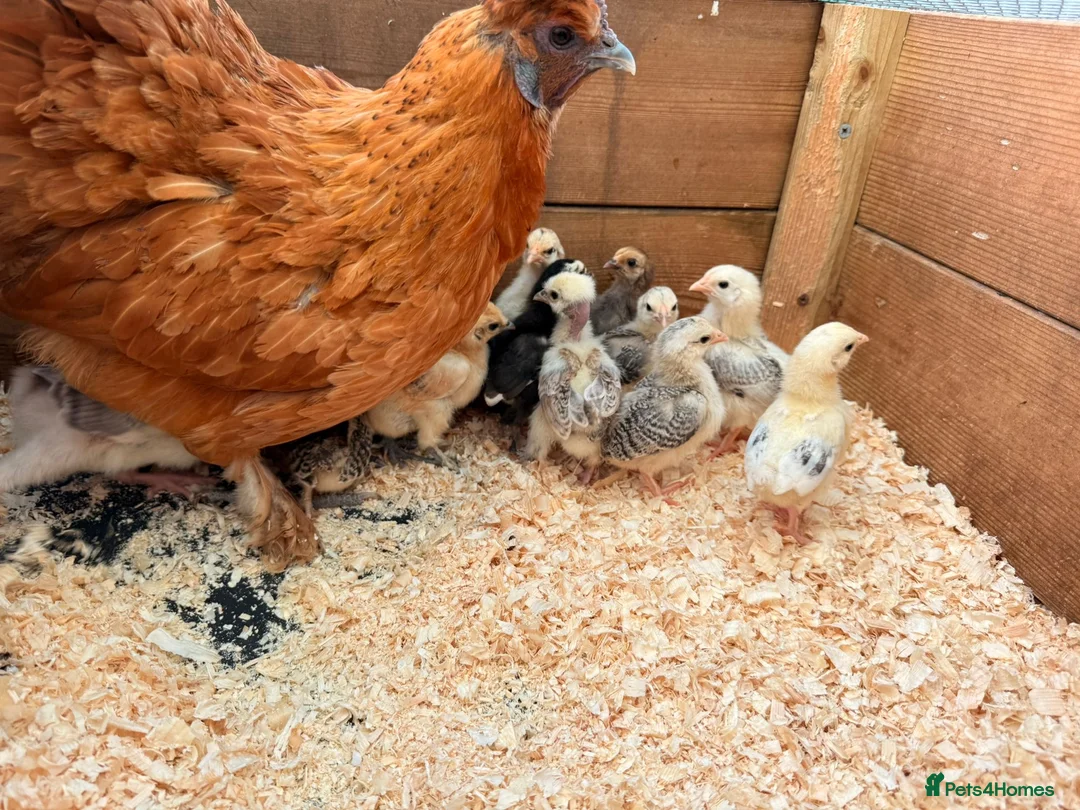 Chickens poultry for sale: Bantam hen with 15 chicks  - Advert 2