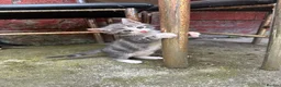 British Shorthair cats for sale: Beautiful kitten ready to leave  - Advert 2