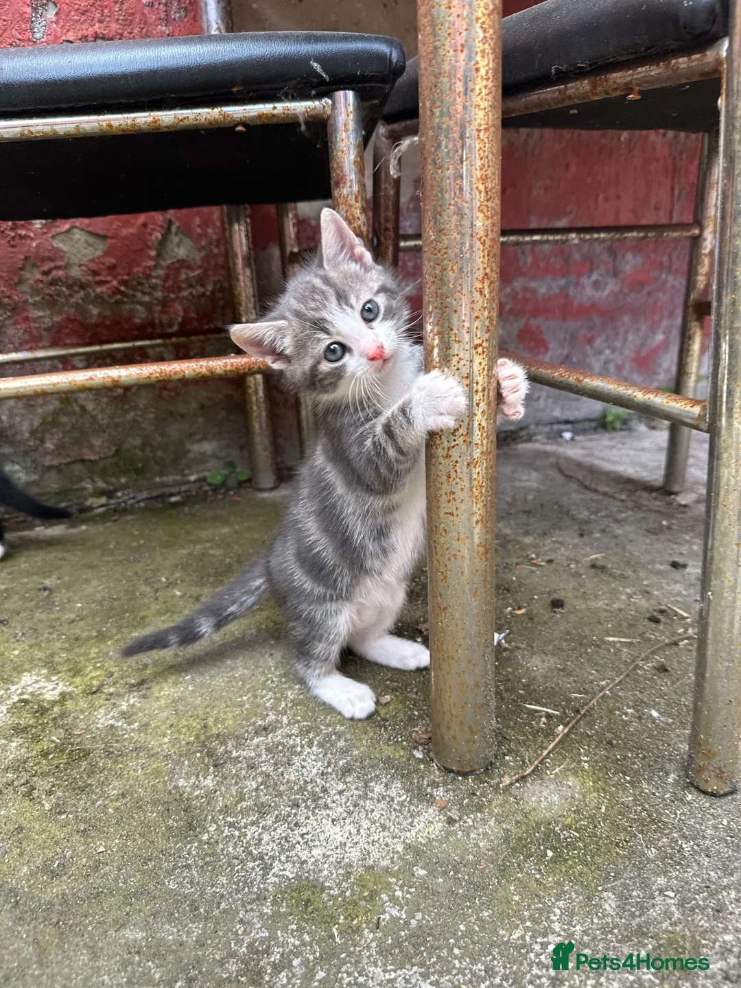 British Shorthair cats for sale: Beautiful kitten ready to leave  - Advert 2