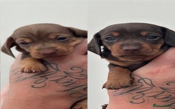 Miniature Dachshund dogs for sale: Smooth haired Miniature Dachshund - Image 1