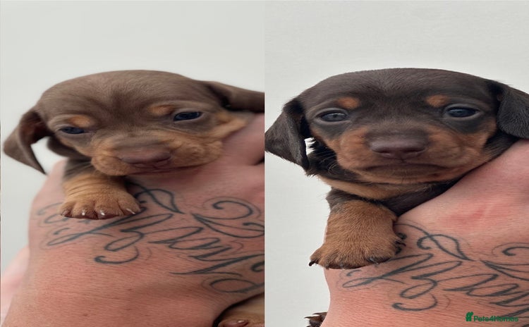 Miniature Dachshund dogs - Advert 8