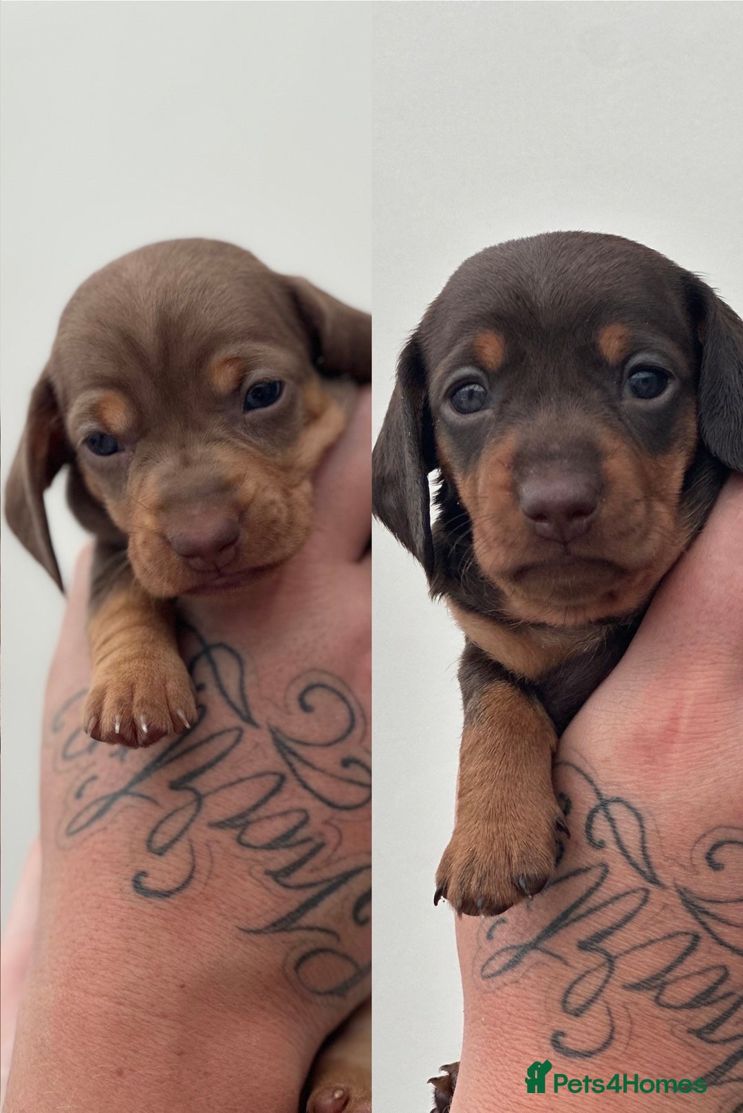 Miniature Dachshund dogs for sale: Smooth haired Miniature Dachshund - Image 1