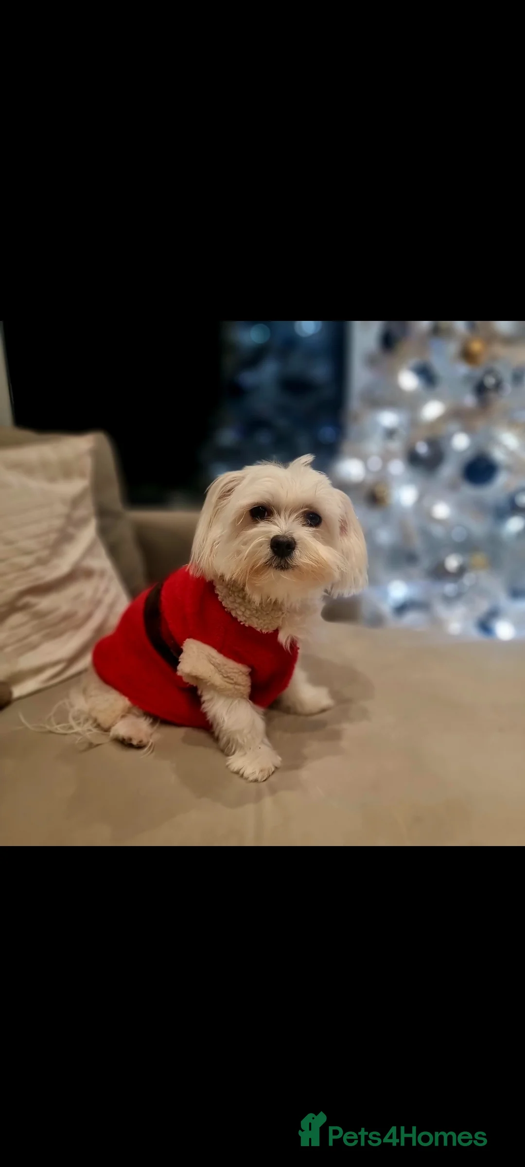 Maltese dogs for sale: Sweet Lap dog needs forever home  - Advert 2
