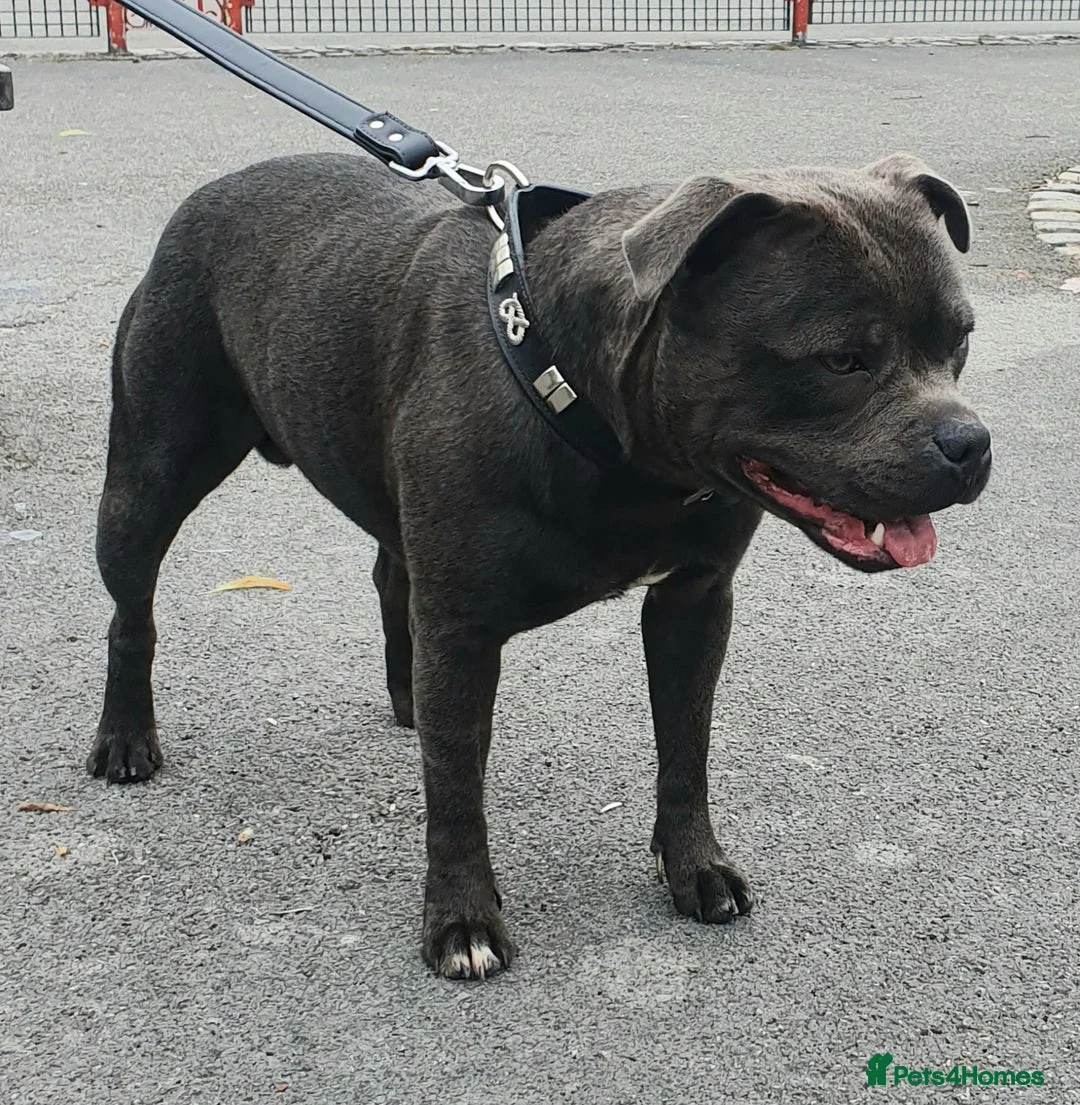 Staffordshire Bull Terrier dogs for stud: **ROSCO**OUTSTANDING BLUE STUD! in Birmingham - Advert 12