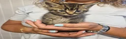 Mixed Breed cats for sale: 2 tabby girls and 1 ginger tabby boy kittens  in Abergele - Advert 3