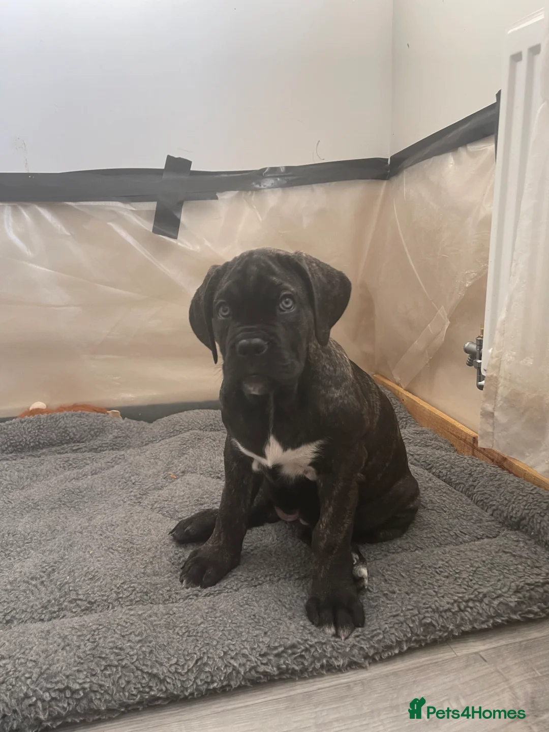 Cane Corso dogs for sale: Yuki x Aries Russian champ bloodline Puppies - Advert 6