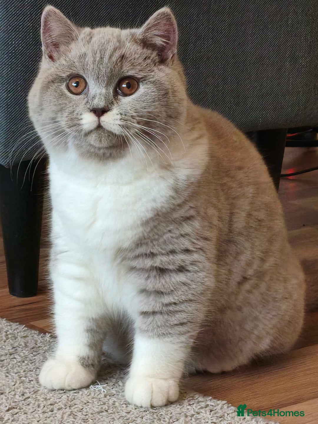 British Shorthair cats for sale: British shorthair - Advert 9