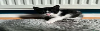 Mixed Breed Kitten 2