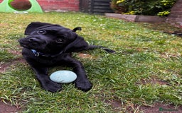 Mixed Breed dogs for sale: Buddy - Mixed breed.  - Image 3