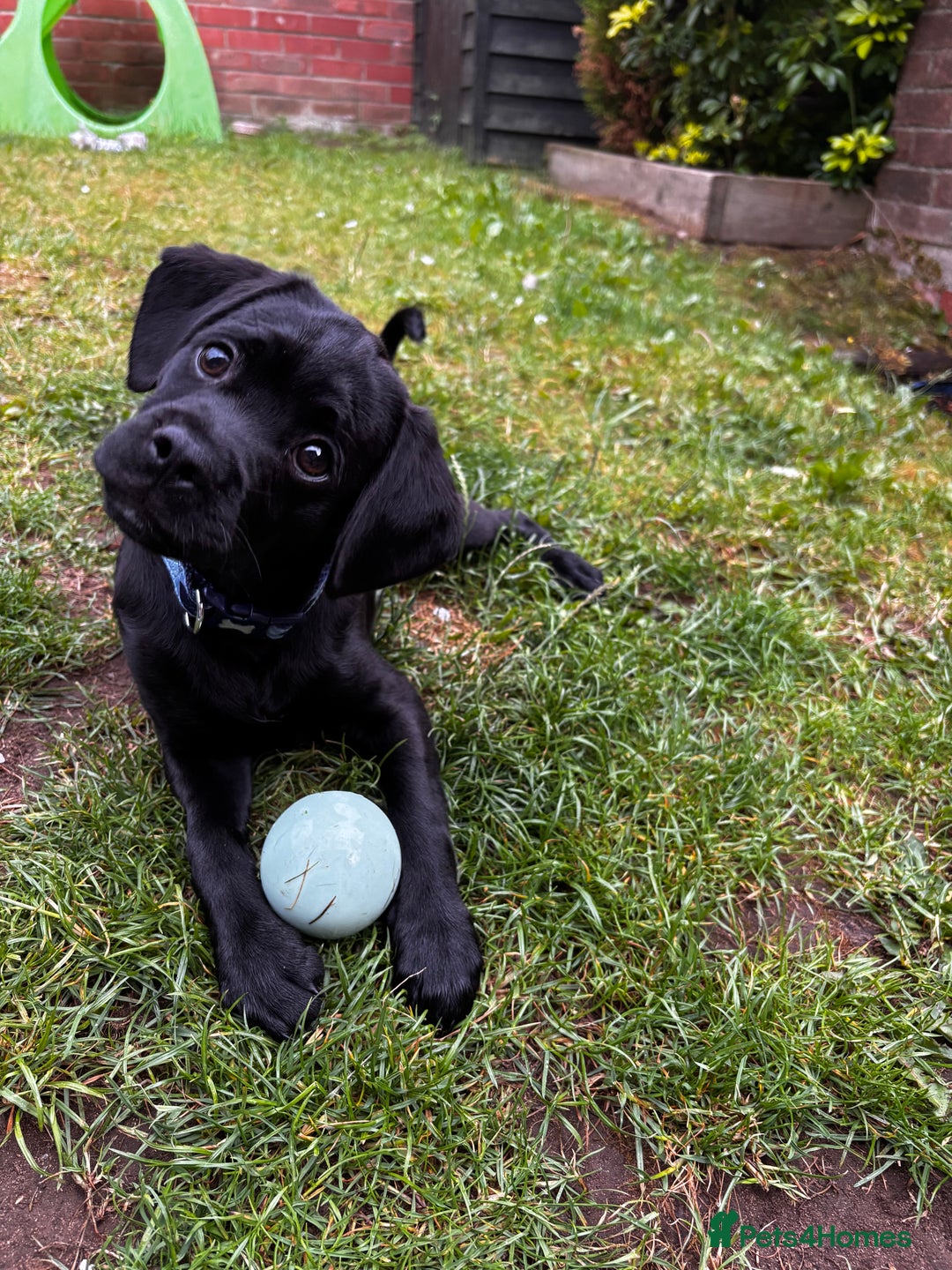 Mixed Breed dogs for sale: Buddy - Mixed breed.  - Image 3