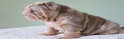 English Bulldog dogs for sale: Mr Muscles litter English Bulldogs - Advert 35