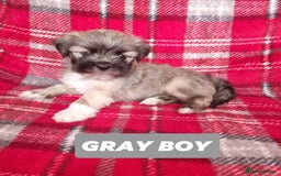 Lhasa Apso dogs for sale: Pure bred Lhasa Apso puppies  - Image 13