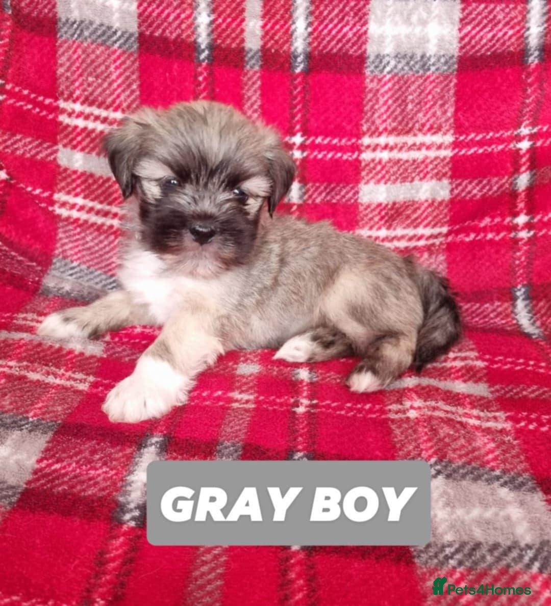 Lhasa Apso dogs for sale: Pure bred Lhasa Apso puppies  - Image 13
