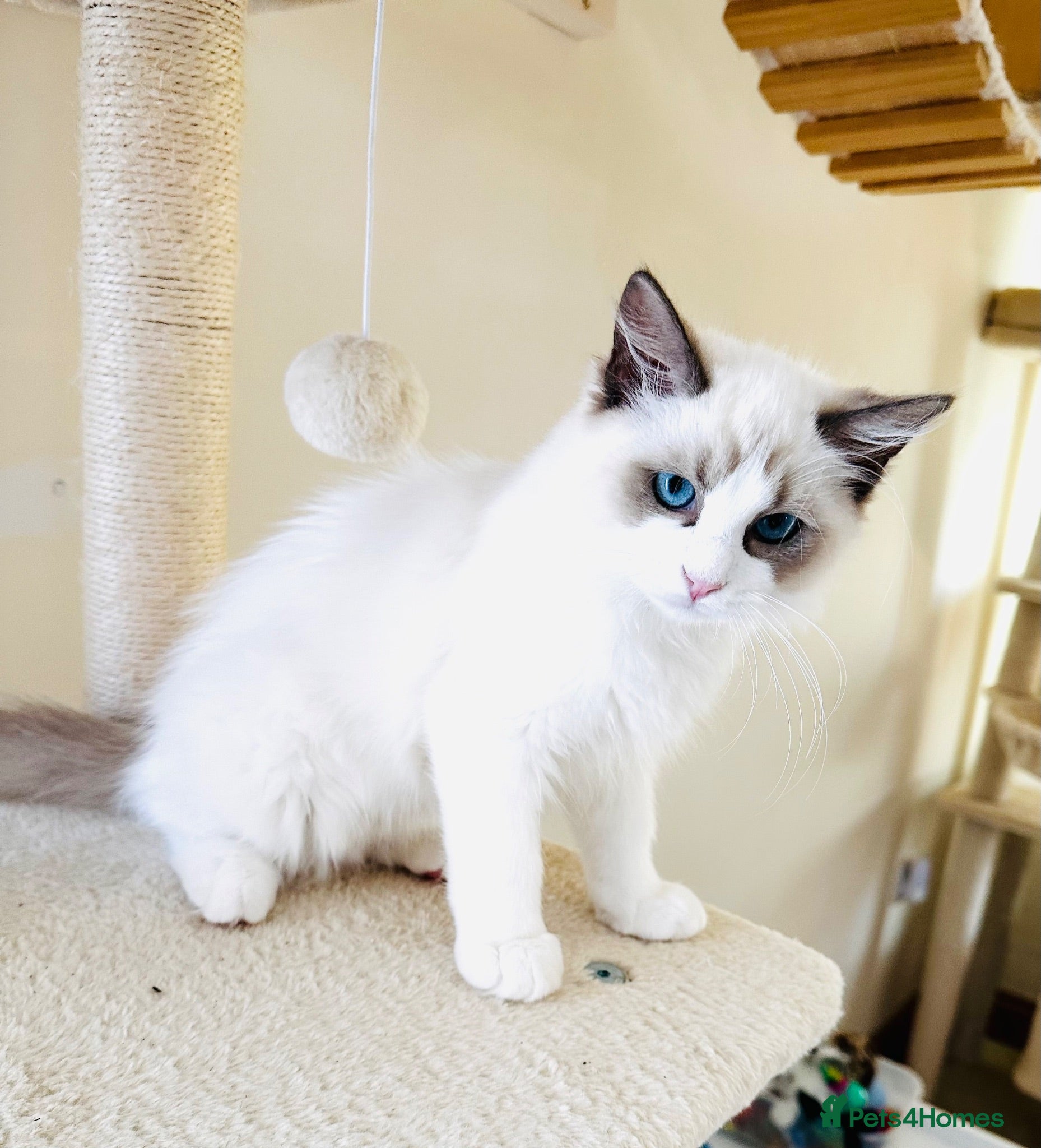 Ragdoll cats GCCF registered Ragdolls - Advert 2