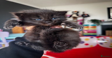 Ragcoon cats - Advert 5